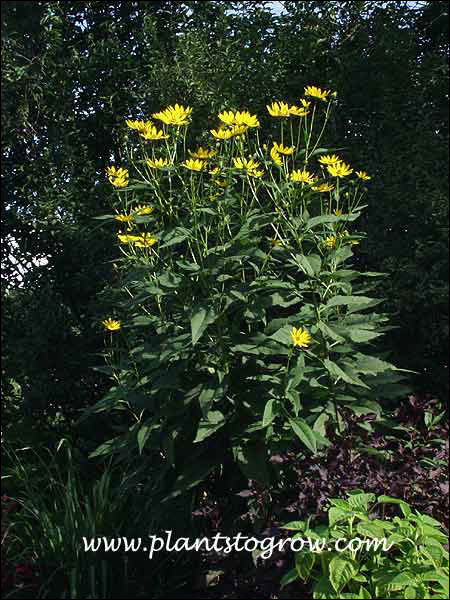 Jerusalem Artichoke (Helianthus tuberosum)
An 8 foot or taller plant